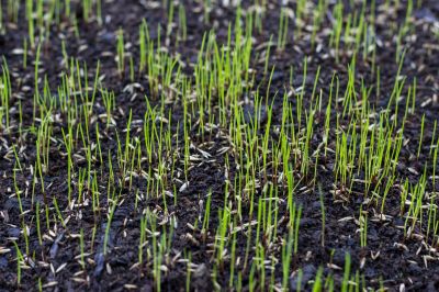 New Construction Lawn Seeding in Honolulu, HI