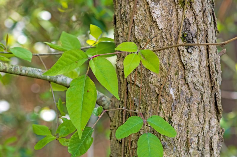 Poison Ivy Removal in Montgomery County, PA