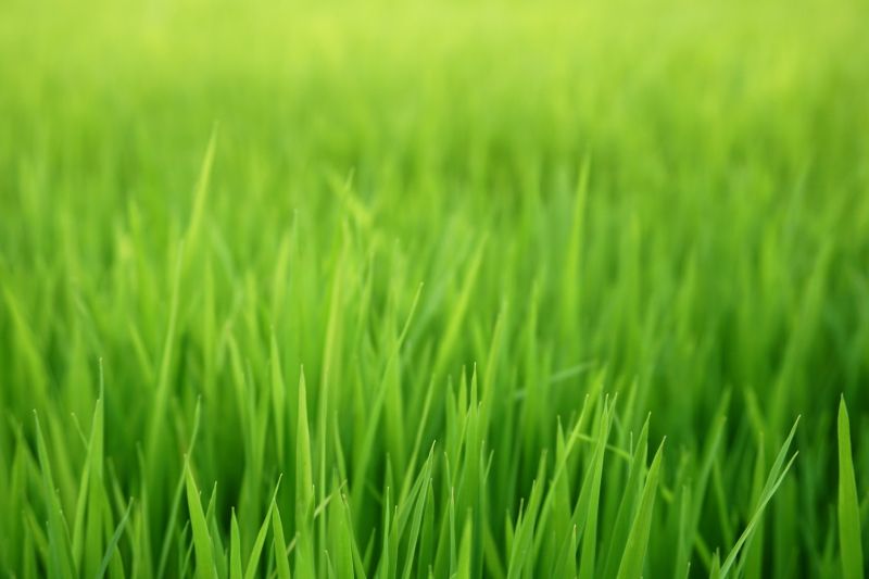 Fall Lawn Seeding in Ventura County, CA