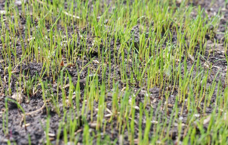 Grass Seed Installation in Ventura County, CA