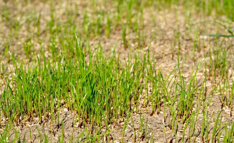 Grass Seed Installation in Honolulu, HI