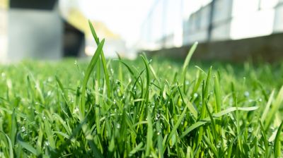 Lawn Treatment Service in Honolulu, HI