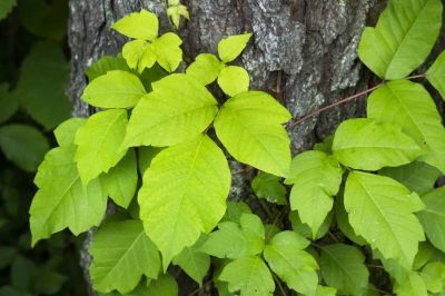 Poison Ivy Removal in Montgomery County, PA