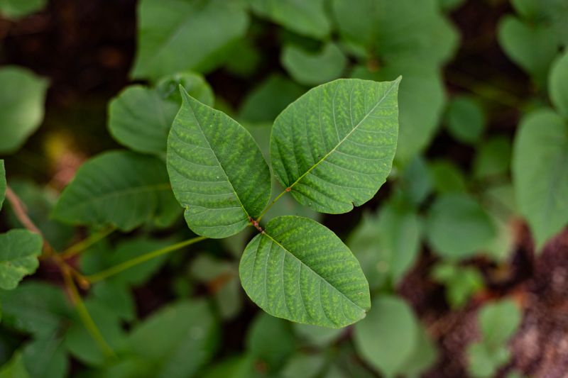 Poison Oak Removal in Delaware County, PA