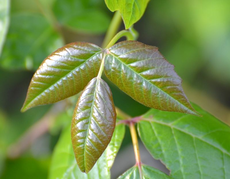 Poison Oak Removal in Burlington County, NJ