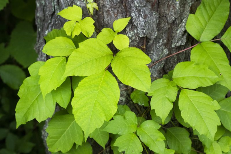 Poison Oak Removal in Bel Air, MD