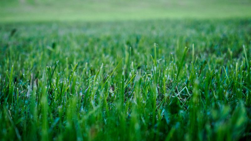Residential Lawn Care in Bowie, MD